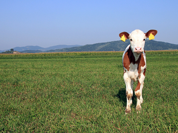 curious calf on a grass field