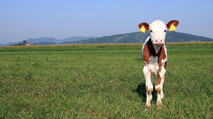 curious calf on a grass field