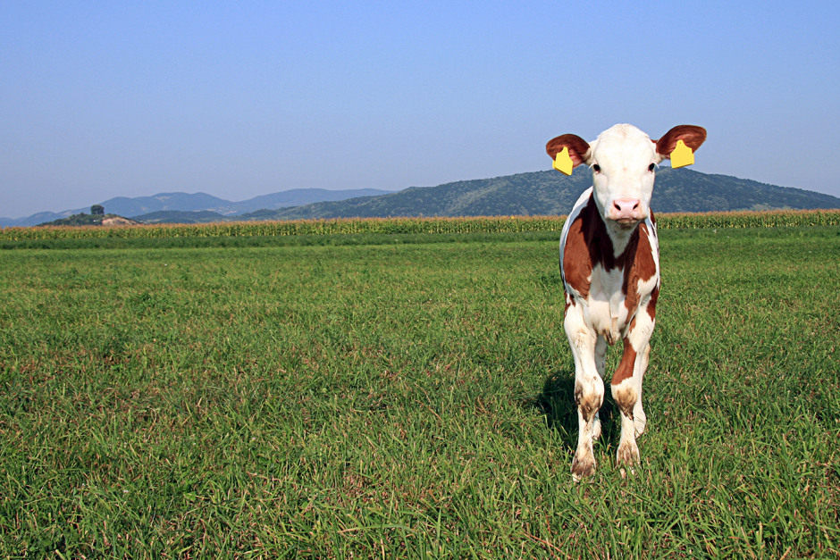 curious calf on a grass field